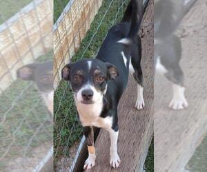 Rat Terrier Dogs for adoption in Carrollton, TX, USA