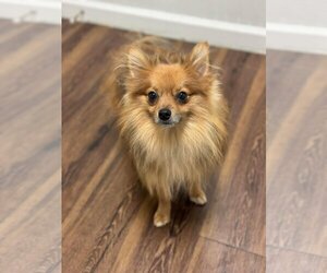 Pomeranian Dogs for adoption in Gulfport, MI, USA