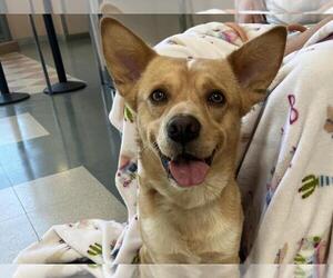 Mutt Dogs for adoption in Martinez, CA, USA