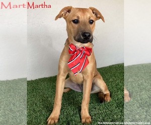 Black Mouth Cur-Unknown Mix Dogs for adoption in San Diego, CA, USA