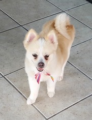 Pomeranian Dogs for adoption in Randallstown, MD, USA