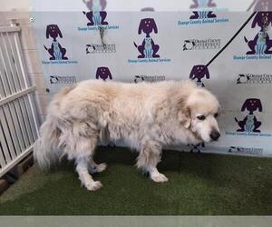 Great Pyrenees Dogs for adoption in Orlando, FL, USA