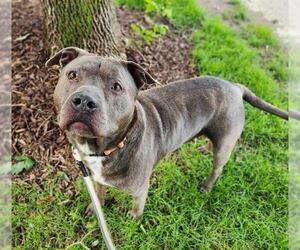 American Pit Bull Terrier Dogs for adoption in Minneapolis, MN, USA