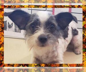 Chihuahua Dogs for adoption in Ojai, CA, USA