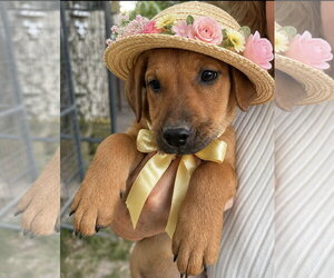 Golden Labrador Dogs for adoption in Mt. Laurel, NJ, USA