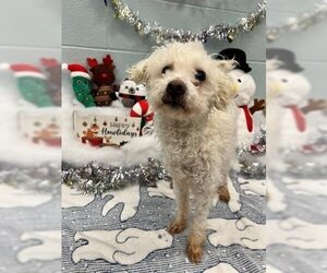 Poodle (Miniature) Dogs for adoption in Brighton, CO, USA