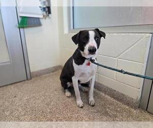 Border Collie-Unknown Mix Dogs for adoption in Pueblo, CO, USA