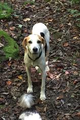 English Foxhound Dogs for adoption in Morehead, KY, USA