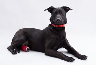Medium Photo #1 Labrador Retriever-Unknown Mix Puppy For Sale in Alpharetta, GA, USA