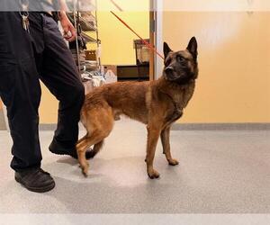 Mutt Dogs for adoption in Orange, CA, USA