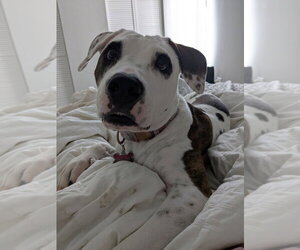 Pointer-Unknown Mix Dogs for adoption in Maryville, TN, USA