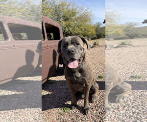 Mutt Dogs for adoption in Goodyear, AZ, USA