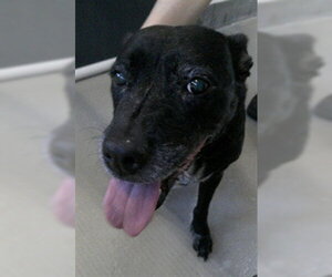 Labrador Retriever-Unknown Mix Dogs for adoption in Sanford, FL, USA