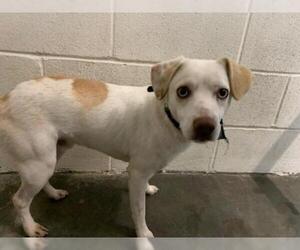 Rat Terrier Dogs for adoption in Rosenberg, TX, USA