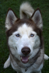Siberian Husky-Unknown Mix Dogs for adoption in Media, PA, USA