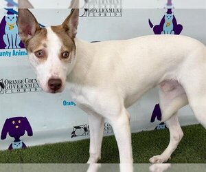 American Pit Bull Terrier-Siberian Husky Mix Dogs for adoption in Orlando, FL, USA