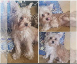 Papillon-Unknown Mix Dogs for adoption in Dana Point, CA, USA