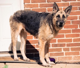 German Shepherd Dog Dogs for adoption in Red Lion, PA, USA