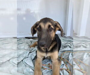 German Shepherd Dog Dogs for adoption in Stockton, CA, USA