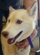 Siberian Husky Dogs for adoption in Winston Salem, NC, USA