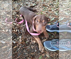 Doberman Pinscher-Labrador Retriever Mix Dogs for adoption in Missouri City, TX, USA