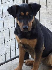 Rottweiler-Unknown Mix Dogs for adoption in Del Rio, TX, USA
