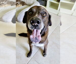 Labrador Retriever-Spaniel Mix Dogs for adoption in Royal Palm Beach, FL, USA
