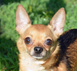 Chihuahua Dogs for adoption in Englewood, FL, USA