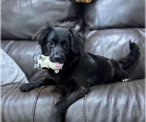 Spaniel-Unknown Mix Dogs for adoption in Chico, CA, USA