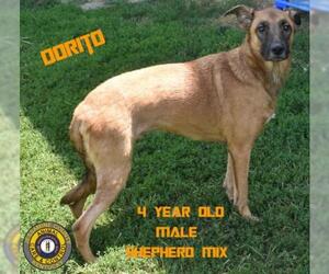 Mutt Dogs for adoption in Nicholasville, KY, USA