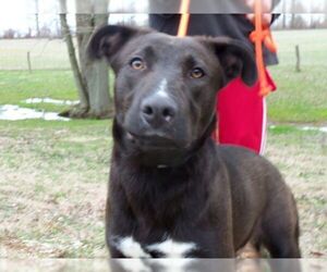 Labrador Retriever-Unknown Mix Dogs for adoption in Osgood, IN, USA