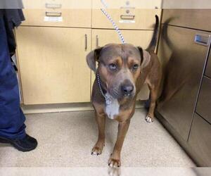 American Pit Bull Terrier Dogs for adoption in Riverside, CA, USA