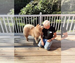 Chow Chow Dogs for adoption in San Antonio, TX, USA