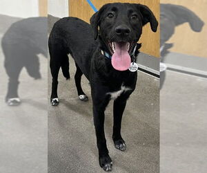 Mutt Dogs for adoption in Forestville, MD, USA