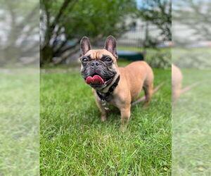 French Bulldog-Unknown Mix Dogs for adoption in Rockaway, NJ, USA