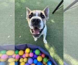 Chinese Shar-Pei-Unknown Mix Dogs for adoption in Tempe , AZ, USA