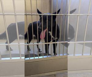 Shepradors Dogs for adoption in Rockwall, TX, USA