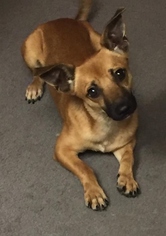 Chiweenie Dogs for adoption in Royal Oak, MI, USA