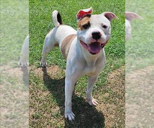 American Bulldog-Unknown Mix Dogs for adoption in Grovetown, GA, USA