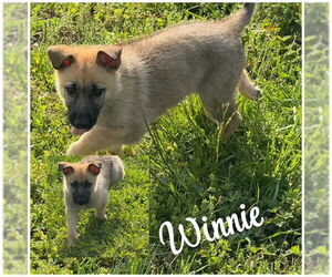 Mutt Dogs for adoption in Raleigh, NC, USA