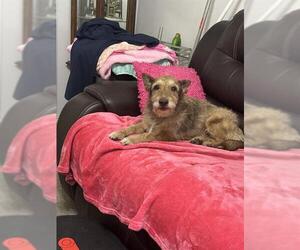 Mutt Dogs for adoption in San Antonio, TX, USA