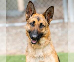 German Shepherd Dog Dogs for adoption in Camarillo, CA, USA