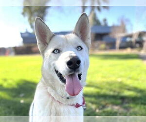 Siberian Husky Dogs for adoption in Martinez, CA, USA