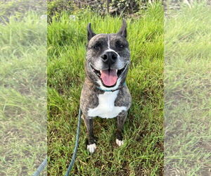 Australian Kelpie-Unknown Mix Dogs for adoption in Chico, CA, USA