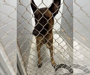German Shepherd Dog Dogs for adoption in Naples, FL, USA