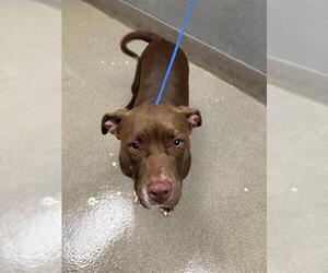 American Pit Bull Terrier-Unknown Mix Dogs for adoption in Las Vegas, NV, USA