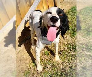English Springer Spaniel Dogs for adoption in Raleigh, NC, USA