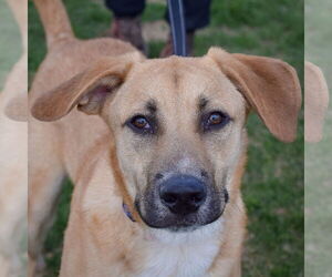 German Shepherd Dog-Unknown Mix Dogs for adoption in Huntley, IL, USA