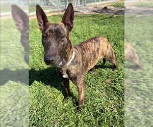 Bull Terrier-Unknown Mix Dogs for adoption in Conroe, TX, USA