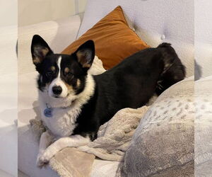 Pembroke Welsh Corgi-Unknown Mix Dogs for adoption in San Jose, CA, USA